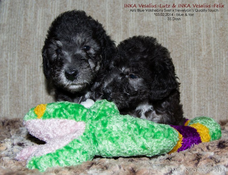 2014-03-09 Welpen Svet & Ruby-7907-Namen.jpg